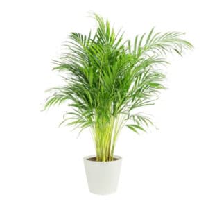 Plante ARECA