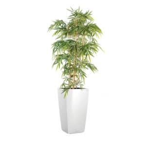 Plante BAMBOU