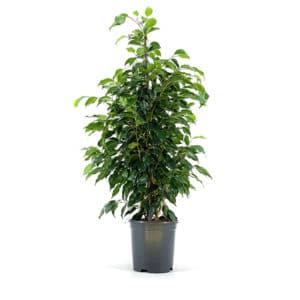 Plante FICUS