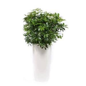 Plante SCHEFFLERA